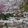 Photos: Cherry Blossoms Are Looking Pretty Good At Brooklyn Botanic Garden